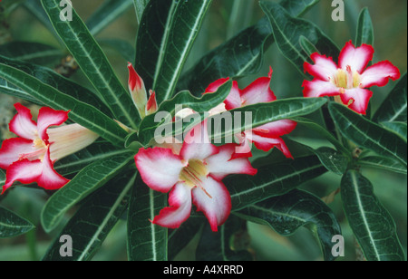Desert Rose (Adenium Obesum) Stockfoto