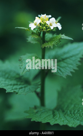 Knoblauchsrauke (Alliaria Petiolata), blühen, verwendet bei Katarrh der Atemwege Stockfoto
