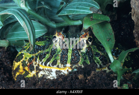argentinische gehörnten Pacman Frog, Nightcrawler, Night Crawler, reich verzierten gehörnten Frosch, Frosch, verzierten gehörnte Kröte, Escuerzo (Ceratophrys Stockfoto
