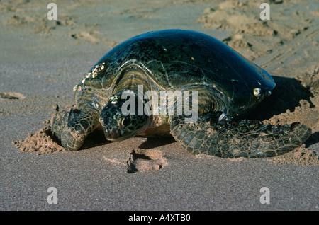 Grüne Schildkröte Rückkehr zum Meer Chelonia Mydas Ras al hatte Oman Stockfoto