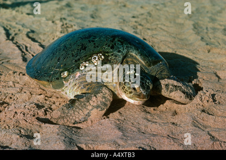 Grüne Schildkröte Rückkehr zum Meer Chelonia Mydas Ras al hatte Oman Stockfoto