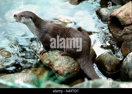 Europäischen Fischotter Lutra Lutra Otter Vertrauen Launceston Cornwall Stockfoto