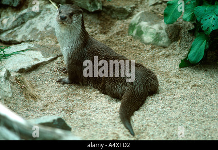 Europäischen Fischotter Lutra Lutra Otter Vertrauen Launceston Cornwall Stockfoto