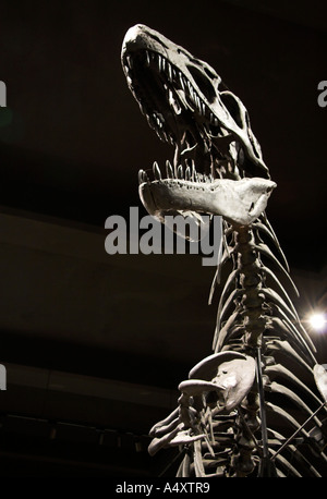 Allosaurus-Skelett auf öffentlich zur Schau zu den Exhibit Museum of Natural History, University of Michigan, Ann Arbor, Michigan, USA Stockfoto