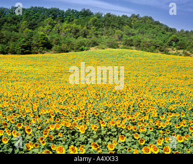 FR - PLATEAU DE VAUCLUSE: Sonnenblumenfeld Stockfoto