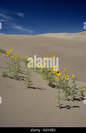 Blumen im Great Sand Dunes National Monument Colorado USA Stockfoto