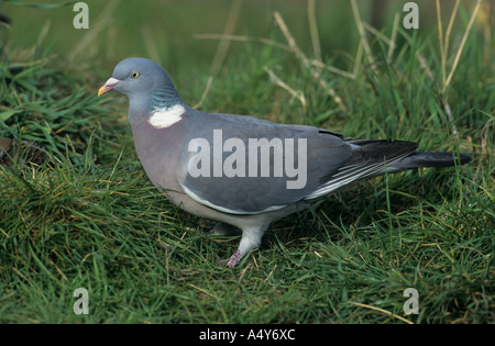 Woodpigeon Columba Livia Seite Porträt der Altvogel auf Boden Stockfoto