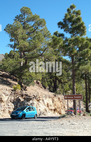 Durch die natürlichen Park von Corona Forstwirtschaft Land Autofahren an den Hängen des Teide Berg Teneriffa Kanaren Spanien Stockfoto