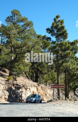 Durch die natürlichen Park von Corona Forstwirtschaft Land Autofahren an den Hängen des Teide Berg Teneriffa Kanaren Spanien Stockfoto