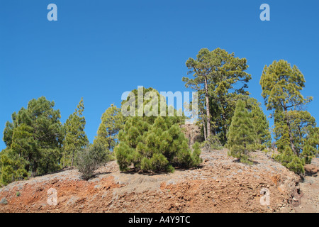 Der natürliche Park von Corona Forstwirtschaft Land an den Hängen des Teide Berg Teneriffa Kanaren Spanien Stockfoto