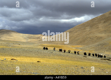 Yack Wohnwagen mit Pilgern auf dem Weg zum heiligsten Berg, Mount Kailash in Westtibet Stockfoto