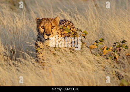 Jagd-Gepard (Acinonyx Jubatus) in hohen Gräsern. Afrika, Namibia Stockfoto