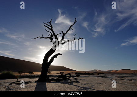 Toter Baum im Gegenlicht auf einem trockenen Lehm Vlei. Deadvlei (von Sossusvlei), Namib-Wüste, Namibia Stockfoto