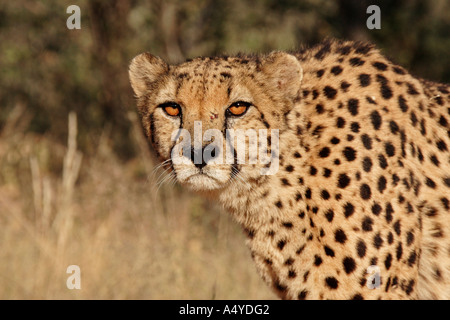 Gepard (Acinonyx Jubatus), Namibia, Afrika Stockfoto