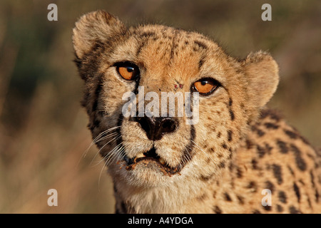 Gepard (Acinonyx Jubatus), Namibia, Afrika Stockfoto