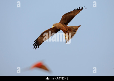 Schwarzmilan (Milvus Migrans) ist die Jagd ein Carmin Bienenfresser (Merops Nubicoides), Zambezi (Sambezi), Caprivi, Namibia, Afrika Stockfoto