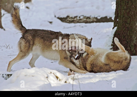 Hierarchie-Kampf zwischen zwei Wölfe Canis Lupus lupus Stockfoto