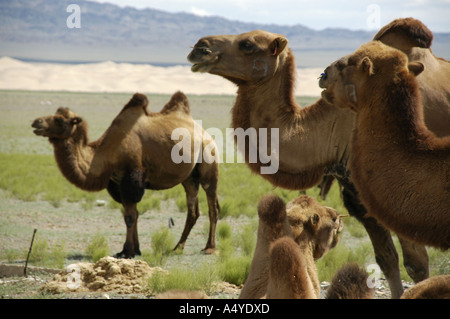 Herde von Baktrian Kamele in der Gobi Wüste Khongoryn Els Gurvan Saikhan Nationalpark Mongolei Stockfoto