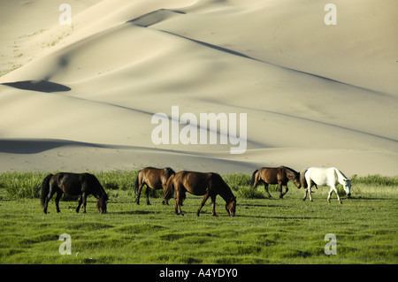 Grasende Pferde vor Dünen in der Gobi Wüste Khongoryn Els Gurvan Saikhan Nationalpark Mongolei Stockfoto