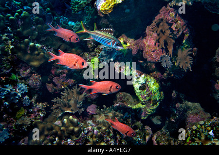 Nahen Osten Red Sea, Whitetip Soldierfish und Spotfin Squirrelfish, Myripristis Vittata und Neoniphon sammara Stockfoto