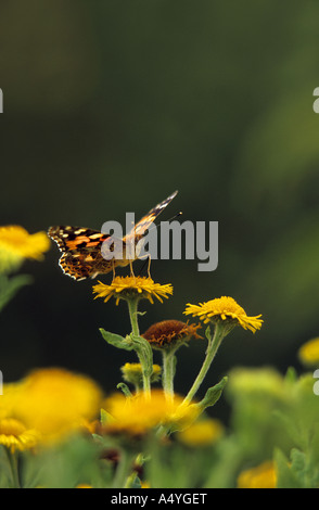 Distelfalter Schmetterling Vanessa cardui Stockfoto