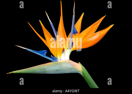 Strelitzia Paradiesvogel Blume Stockfoto