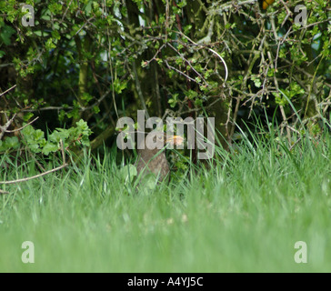 Weibliche schwarze Vogel auf der Suche nach Nahrung in den langen Rasen Stockfoto