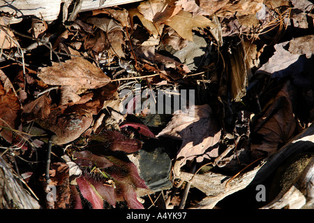 Blattsänfte auf dem Waldboden in New Brunswick Ostkanada Stockfoto
