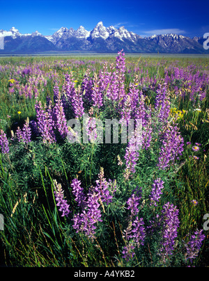 Lupinen Blumen Lupinus Fühler und die Grand Teton Berge Grand Teton Nationalpark Wyoming USA Stockfoto