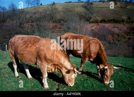 2 zwei braune grasende Kühe auf grünen Weiden im französischen Baskenland im Dorf Itxassou Frankreich Stockfoto