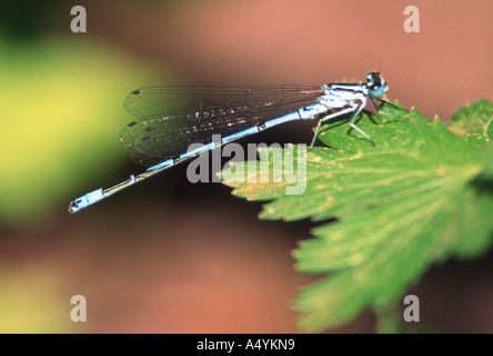 Blue Dragonfly Stockfoto