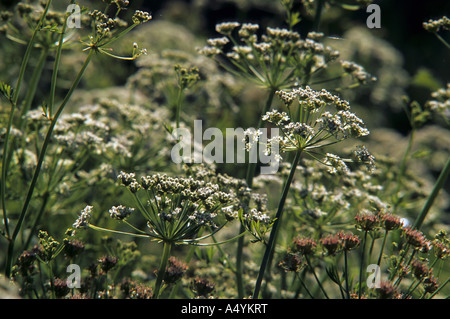 Hemlock Wasser asiatische Oenanthe crocata Stockfoto