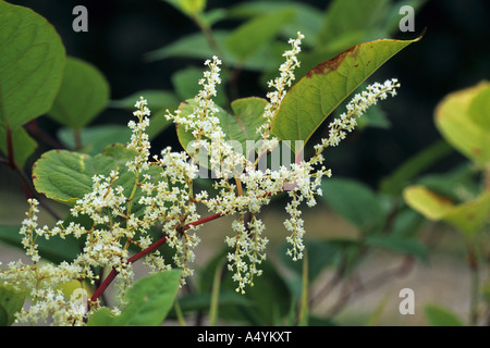 Japanischer Staudenknöterich Fallopia Japonica cornwall Stockfoto