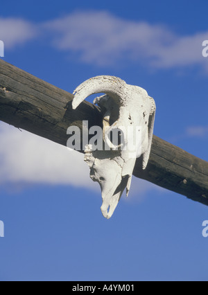 Kuh Schädel auf Ranch Tor Montana Stockfoto