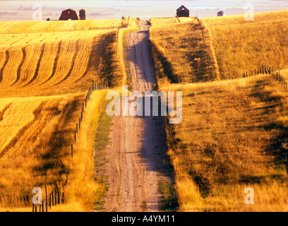 Ausgefahrene Piste durch landwirtschaftliche Flächen und abgeernteten Weizenfelder im Spätsommer Gallatin Valley Montana USA Stockfoto