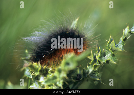 der braune Bär Raupe Arctia caja Stockfoto