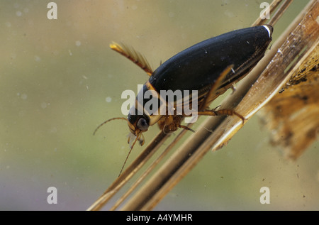 großen Diving Beetle Gelbrandkäfer marginalis Stockfoto