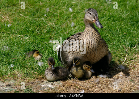 Weibliche Stockente mit Entenküken Küken Stockfoto