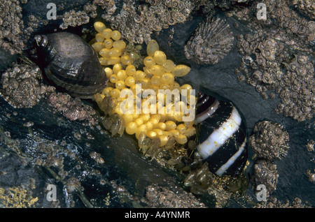 Hund Wellhornschnecke Nucella Lapilli mit Eikapseln am Barnacle bedeckt rock Stockfoto