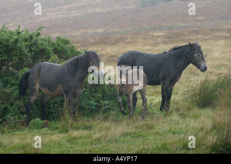 Exmoor Ponys im Herbst mit Geflügel Stockfoto