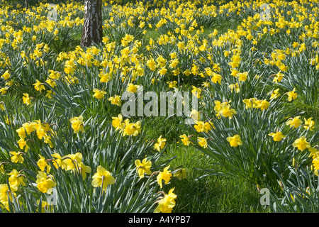 Ashridge House Gardens Hertfordshire Stockfoto