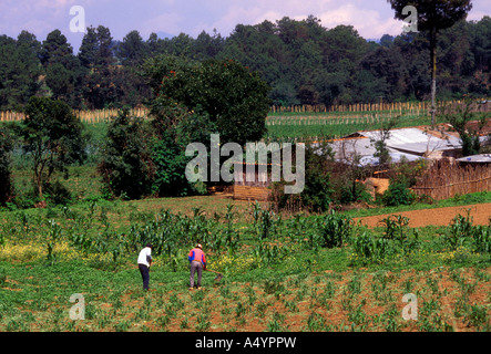 Guatemala, Guatemala, Landwirt, der Guatemaltekischen Bauern, Maisernte, Maisfeld, zwischen den Städten von Tecpan und Patzicia, Chimaltenango Department, Guatemala Stockfoto