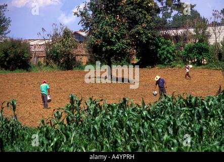 Guatemala, Guatemala, Landwirt, der Guatemaltekischen Bauern, Maisernte, Maisfeld, zwischen den Städten von Tecpan und Patzicia, Chimaltenango Department, Guatemala Stockfoto