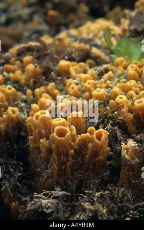 Brotkrümel Schwamm Halichondria panicea Stockfoto