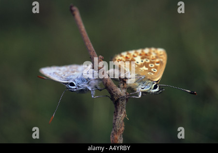 Kreide Hügel blaue Schmetterlinge Cupido ZIP Stockfoto