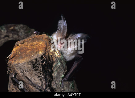 braune lange eared Hieb Langohrfledermäuse Auritus auf einem Baumstamm Stockfoto
