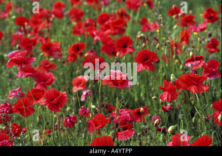 gemeinsamen Mohn Papaver rhoeas Stockfoto