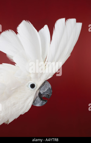 Leiter der Kakadu Gefieder anzeigen Stockfoto