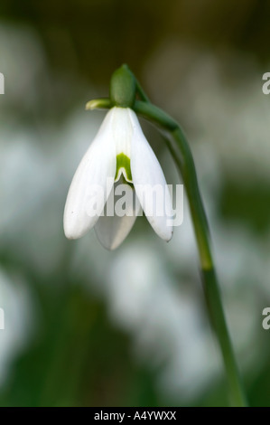 Schneeglöckchen Galanthus nivalis Stockfoto