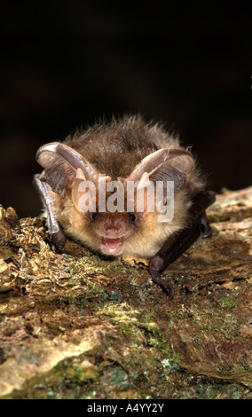 braune lange eared Hieb Langohrfledermäuse Auritus Gesichtszüge zeigen Stockfoto